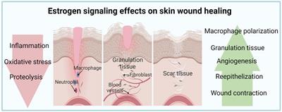 Targeting estrogen signaling and biosynthesis for aged skin repair